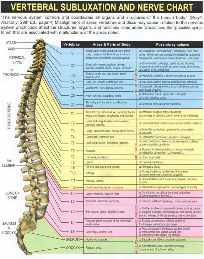Spine chart